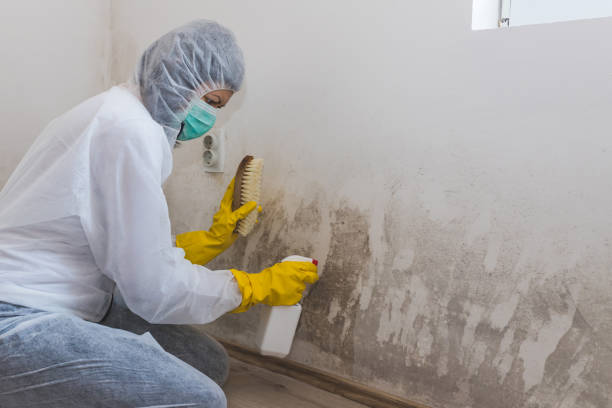 Reliable Mount Kisco, NY Mold Remediation Solutions