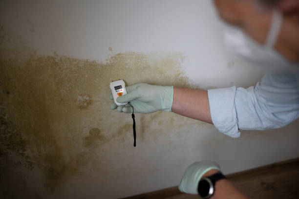 Best Residential Mold Remediation in Mount Kisco, NY