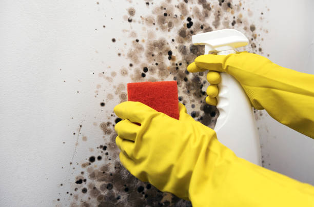 Best Residential Mold Remediation in Mount Kisco, NY