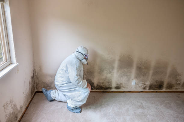Best Black Mold Remediation in Mount Kisco, NY