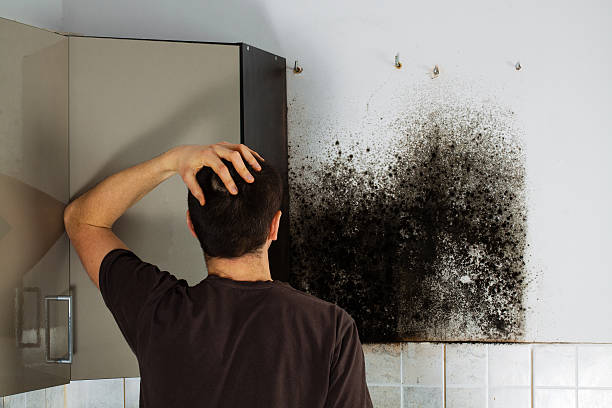 Best Crawl Space Mold Remediation in Mount Kisco, NY