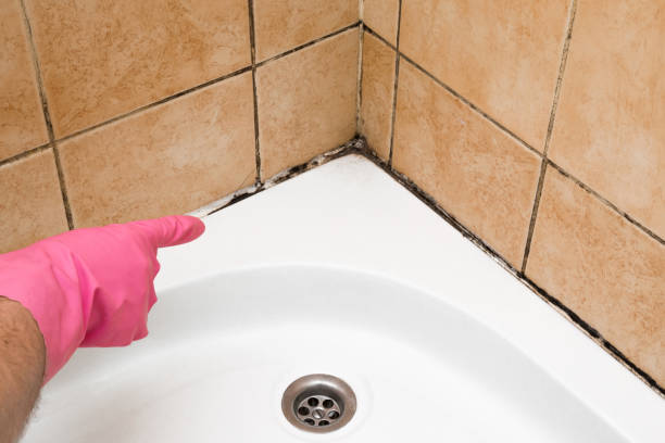 Best Insurance-Related Mold Remediation in Mount Kisco, NY